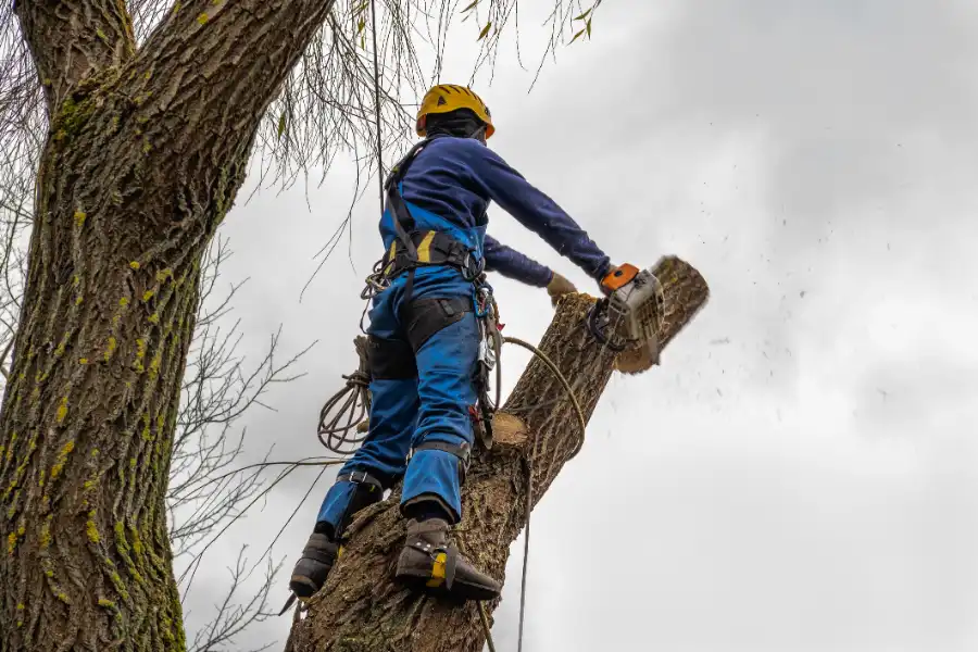 JME Tree Service's Other Services